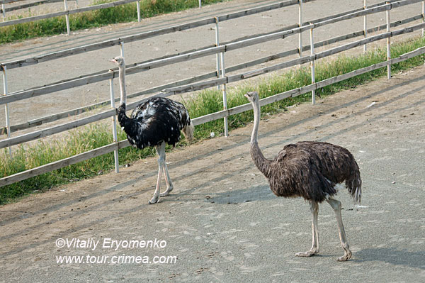 В гости к африканским страусам в Крыму или поездка на электровелосипеде в Денисовку – фоторепортаж