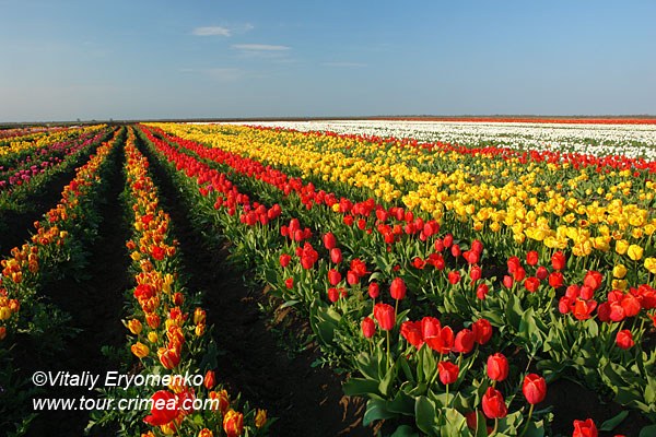        Крымская Голландия в с.Янтарном – тюльпановый рай – фоторепортаж
