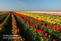 с.Янтарное Красногвардейского района - плантации тюльпанов