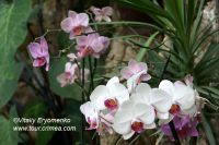 Выставка сад орхидей